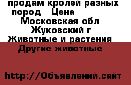 продам кролей разных пород › Цена ­ 400-600 - Московская обл., Жуковский г. Животные и растения » Другие животные   